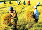Ba khoảng trống “rủi ro” của nông nghiệp Việt Nam