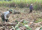 Mía đường Việt Nam: Những yếu kém hệ thống