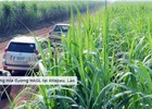 Mía đường cứu cánh, Hoàng Anh Gia Lai ước lãi 950 tỷ đồng năm 2013