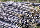 Mía đường Sơn La: 14/11 ĐKCC nhận tạm ứng cổ tức đợt 1 năm 2013 bằng tiền 10%