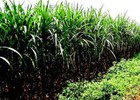SLS: 28/6 ĐKCC nhận tạm ứng cổ tức đợt 2 năm 2012 bằng tiền 15%