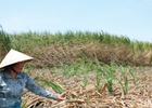 SBT: Điện Gia Lai đăng ký bán 2 triệu cổ phiếu