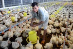 Gà rẻ hơn bầu bí, đậu côve