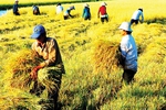 Lương “sếp” Công ty lương thực nhà nước: 200 tấn lúa
