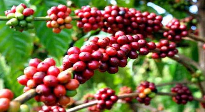 Ngành hàng cà phê đang bên... bờ vực
