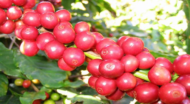Sản xuất, kinh doanh cà phê cùng đối mặt lỗ