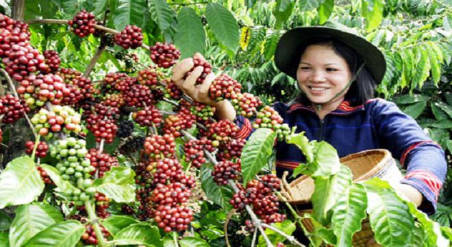 Cứu ngành cà phê: Cách nào?
