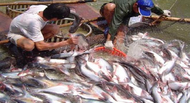 Tháo gỡ “ma trận” giá cá tra