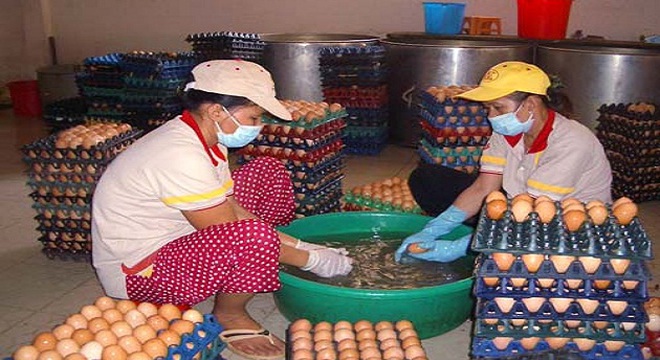 Chăn nuôi gia cầm: Nguy cơ “treo chuồng”