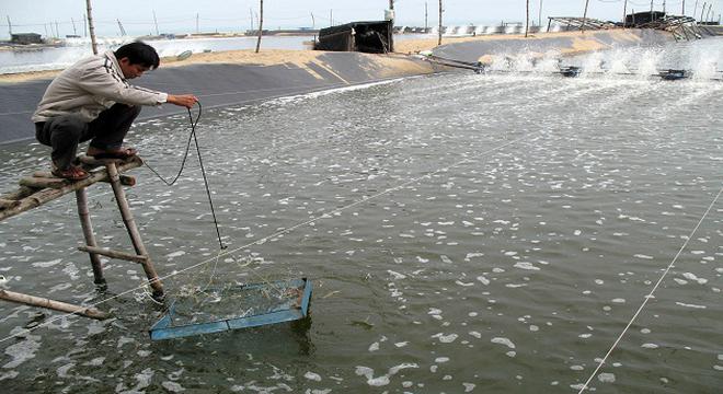 Người nuôi tôm đang lãi 100-150 triệu đồng/ha