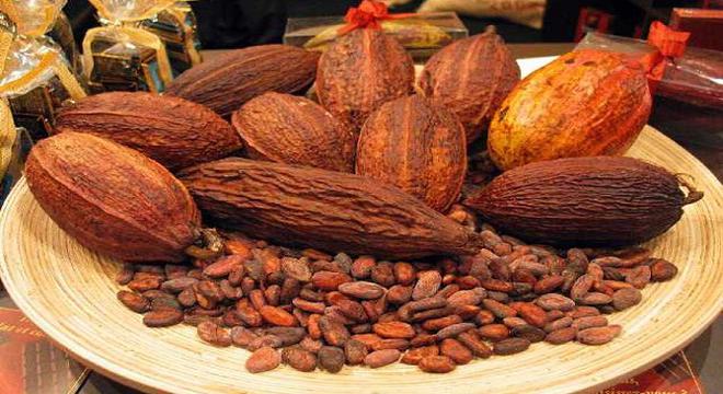 Cacao Việt: Tại sao không?