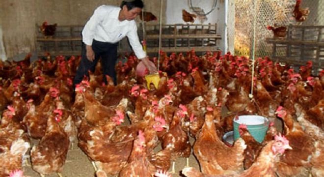 Ngành chăn nuôi “khát” vốn cuối năm