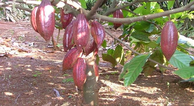 Cacao giá thấp, nhà vườn đốn bỏ