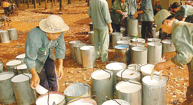 ao su Tây Ninh: Điều chỉnh giảm sâu kế hoạch kinh doanh 2014