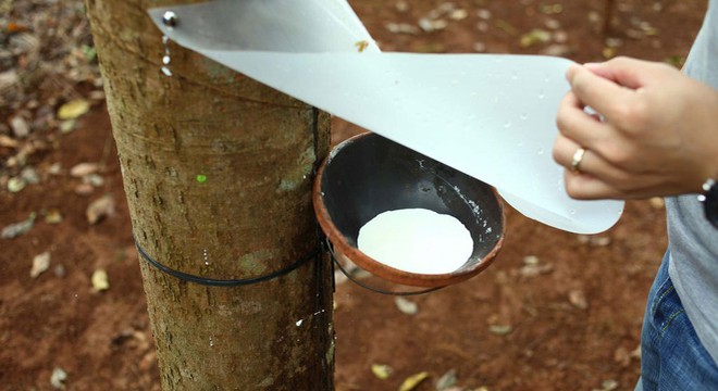 Cao su Hòa Bình: Quyết định thanh lý cao su giá khởi điểm 46 tỷ đồng