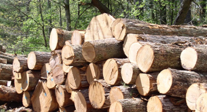 Nhập khẩu gỗ nguyên liệu từ Campuchia không cần Giấy phép từ Bộ Công thương