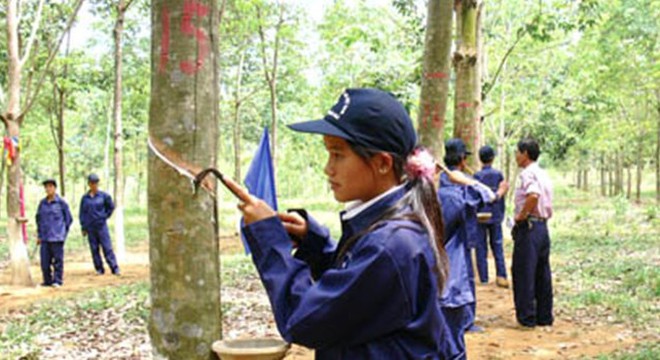 Description: ao su, Giá xuất khẩu, Năng suất