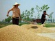 Sẽ mua tạm trữ 1 triệu tấn gạo trong 2 tháng