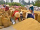 Chưa ngã ngũ chuyện “nhạc trưởng” tạm trữ gạo