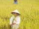 Vẫn còn lối thoát lớn cho xuất khẩu gạo