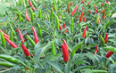 CJ Hàn Quốc chi 2,1 triệu USD trồng ớt tại Việt Nam